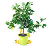 Meine Orangerie Zitronenbaum Piccolo