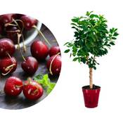 Meine Orangerie Zwergobst Stämmchen Kirsche