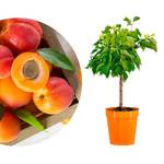 Meine Orangerie Zwergobst Stämmchen