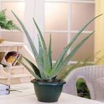 Meingartenshop Aloe vera