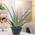 Meingartenshop Aloe vera