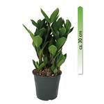 Mgc24 & Pflanzenservice Zamioculcas Zamiifolia