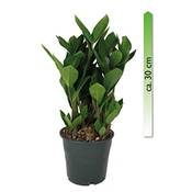 Mgc24 & Pflanzenservice Zamioculcas Zamiifolia