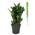 Mgc24 & Pflanzenservice Zamioculcas Zamiifolia