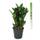 Mgc24 & Pflanzenservice Zamioculcas Zamiifolia