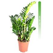Mgc24 & Pflanzenservice Zamioculcas zamiifolia Vergleich