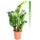 Mgc24 & Pflanzenservice Zamioculcas zamiifolia
