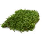 Moos Design Hochwertiges Terrariensubstrat Moos