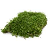 Moos Design Hochwertiges Terrariensubstrat Moos Vergleich