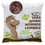 Kompostwürmer