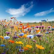 Mrs Seeds & Mixtures Tübinger Bienenweide Vergleich