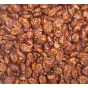 MTT Matern Seidenraupen Koifutter Vergleich