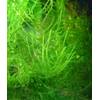 Mühlan Wasserpflanzen Aquarium-Moos