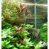 Mühlan Wasserpflanzen Aquarium-Pflanzen (I-6)