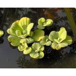 Mühlan Wasserpflanzen