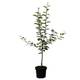 Müllers Grüner Garten Apfelbaum Jonagold M9 kaufen
