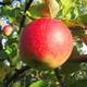 Müllers Grüner Garten Apfelbaum Jonagold M7 Vergleich