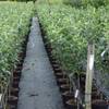 Müllers Grüner Garten Apfelbaum Topaz