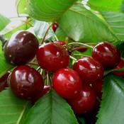 Müllers Grüner Garten Compact Zwerg Süßkirsche Vergleich