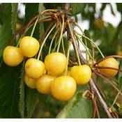 Müllers Grüner Garten Dönissens Süßkirsche