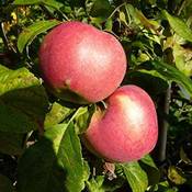 Müllers Grüner Garten Shop Himbeerapfel von Hobronsy Vergleich