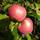 Müllers Grüner Garten Shop Himbeerapfel von Hobronsy