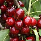 Müllers Grüner Garten Kordia Süßkirsche Vergleich