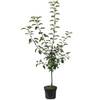 Müllers Grüner Garten Shop Apfelbaum Cox Orange M26