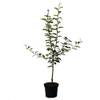 Müllers Grüner Garten Shop Apfelbaum Elstar M26