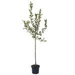 Müllers Grüner Garten Shop Apfelbaum Elstar M7