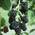 Müllers Grüner Garten Shop Brombeere Loch Ness