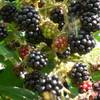 Müllers Grüner Garten Shop Brombeere Thornless Evergreen