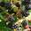 Müllers Grüner Garten Shop Brombeere Thornless Evergreen