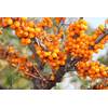 Müllers Grüner Garten Shop Friesdorfer Orange