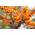 Müllers Grüner Garten Shop Friesdorfer Orange