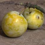 Müllers Grüner Garten Shop Große Grüne Reneklode Pflaumenbaum
