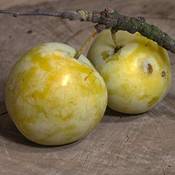 Müllers Grüner Garten Shop Große Grüne Reneklode Pflaumenbaum
