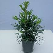 Müllers Grüner Garten Shop Japanische Schirmtanne