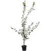 Müllers Grüner Garten Shop Pflaumenbaum Königin Viktoria