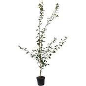 Müllers Grüner Garten Shop Pflaumenbaum Königin Viktoria