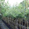 Müllers Grüner Garten Shop Quittenbaum Portugiesische Birnenquitte