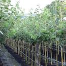 Müllers Grüner Garten Shop Quittenbaum Portugiesische Birnenquitte