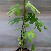 Müllers Grüner Garten Feigenbaum Pfälzer Fruchtfeige Vergleich