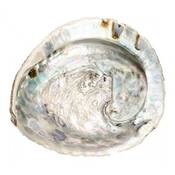 Nadeco Abalone-Muschel