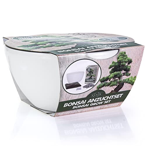 bonsai licht DIY Planten Terrarium met LED Licht main image 1