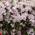 Native Plants Clematis montana 'Rubens'