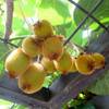 Native Plants Kiwi