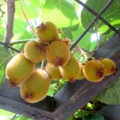 Native Plants Kiwi