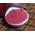 Naturix24 Rote-Beete-Pulver