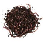 Natursache Angelwürmer Mix